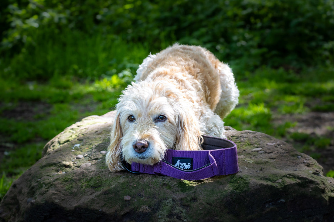 Explore Top-Rated Durable Dog Collars UK Built to Last Every Adventure