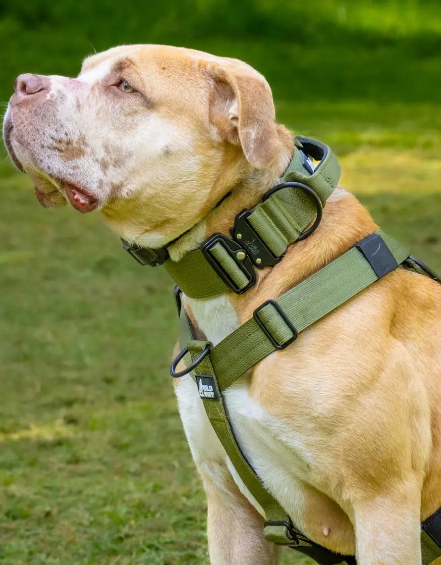 5cm - TitanGrip khaki collar Wildwuff - Built for play. Ready for anything.