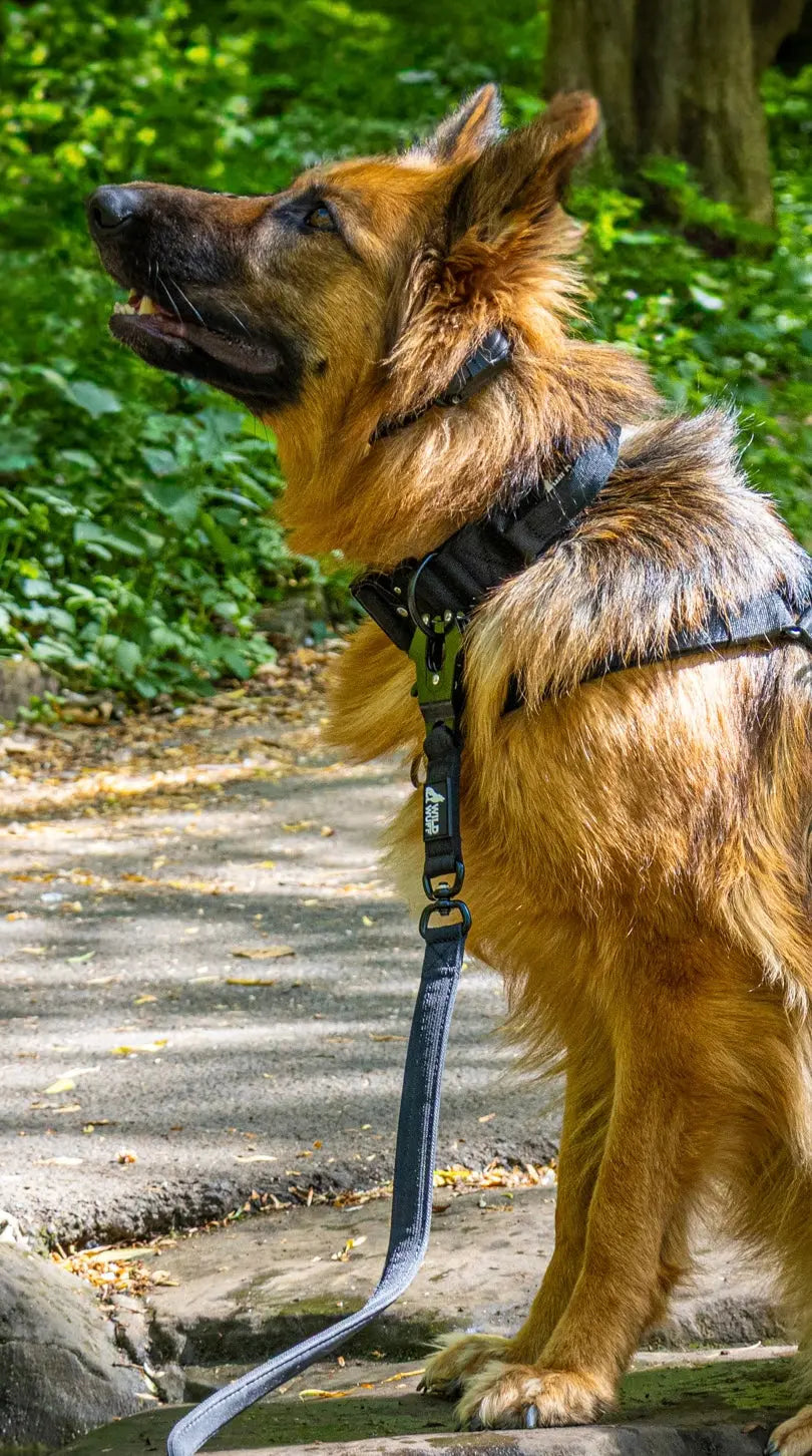 5cm - TitanGrip black collar Wildwuff - Built for play. Ready for anything.