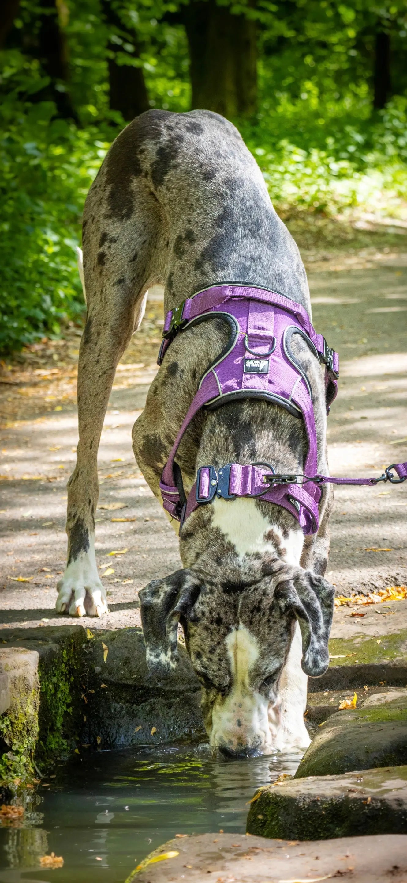 5cm - TitanGrip purple collar Wildwuff - Built for play. Ready for anything.